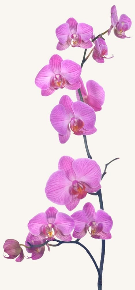 Cours-Collectifs-Yoga